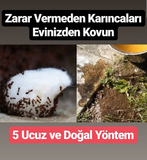 Zarar Vermeden Karıncaları Evden Kovabilmeniz İçin 5 Ucuz Ve Doğal Yöntem