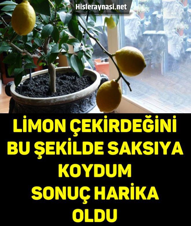 Limon Çekirdeğini Bu Şekilde Saksıya Koydum Sonuç Harika Oldu