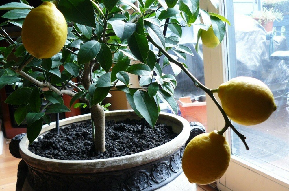 Limon Çekirdeğini Bu Şekilde Saksıya Koydum Sonuç Harika Oldu