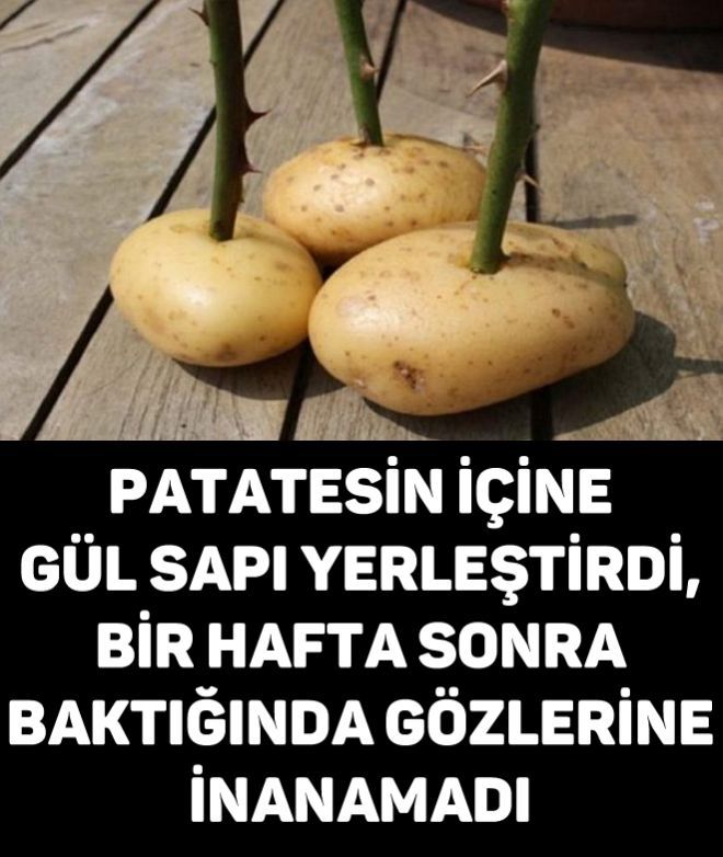 Patatesin İçine Gül Sapı Yerleştirdi, Bir Hafta Sonra Baktığında Gözlerine İnanamadı! Muhteşem!