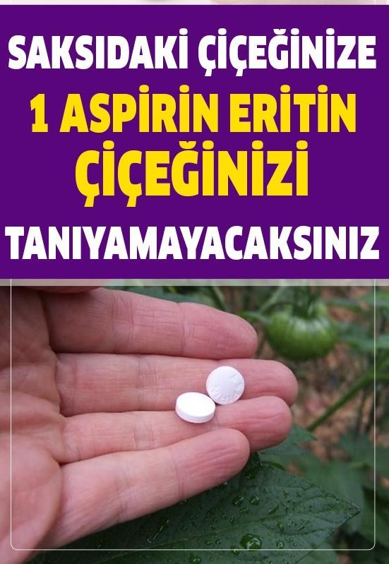 Çiçekleri Sularken, Suyun İçine 1 Aspirin Eritin Çiçeğiniz Gözle Görülür Değişiyor