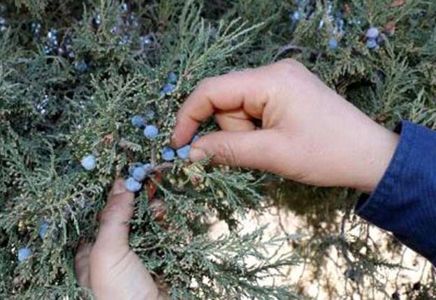 Bel Fıtığından Kurtulmanın 2 Doğal Yolu Kırkkilit ve Ardıç