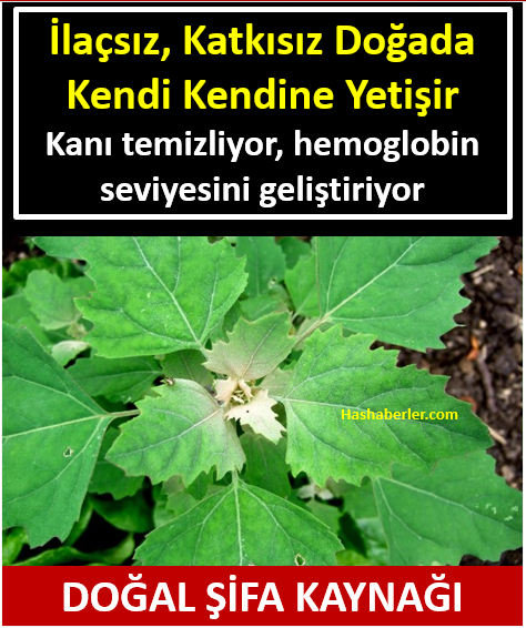Kanı temizliyor, hemoglobin seviyesini geliştiriyor