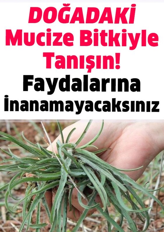 Otların Padişahı Doğadaki Mucize Bitkiyle Tanışın! Faydalarına emin olun inanacaksınız