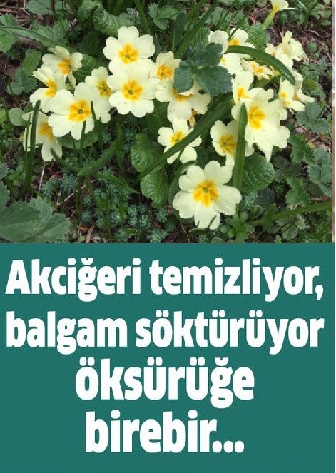 Akciğerleri Temizliyor Balgam Söktürücü ve Öksürük İçin Birebir