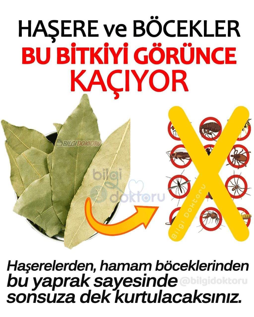 Haşere ve Böcekler Bu Bitkiyi Görünce Kaçıyor