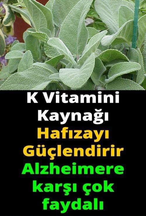 K Vitamini Kaynağı Adaçayı Faydaları