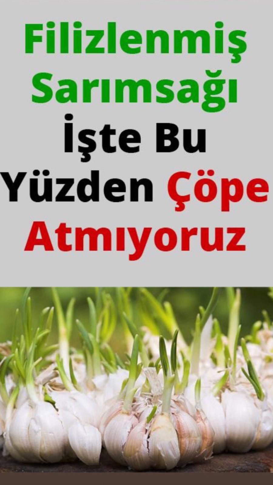 Filizlenen Sarımsağın Faydaları Saymakla Bitmez