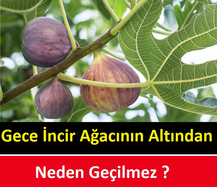 Gece İncir Ağacının Altında Neden Durulmaz?