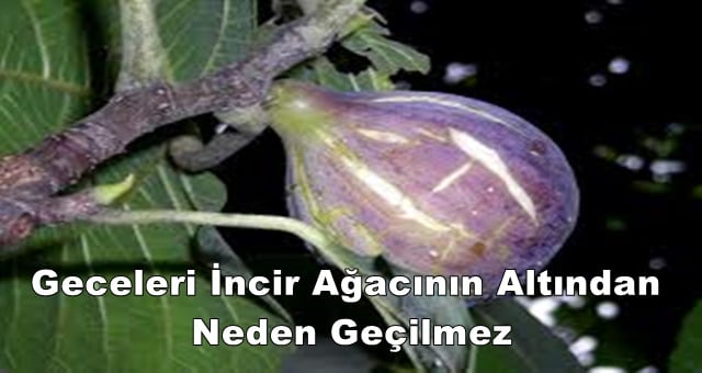 Gece İncir Ağacının Altında Neden Durulmaz?