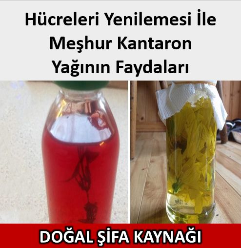 Hücreleri Yenilemesi İle Meşhur Kantaron Yağının Faydaları