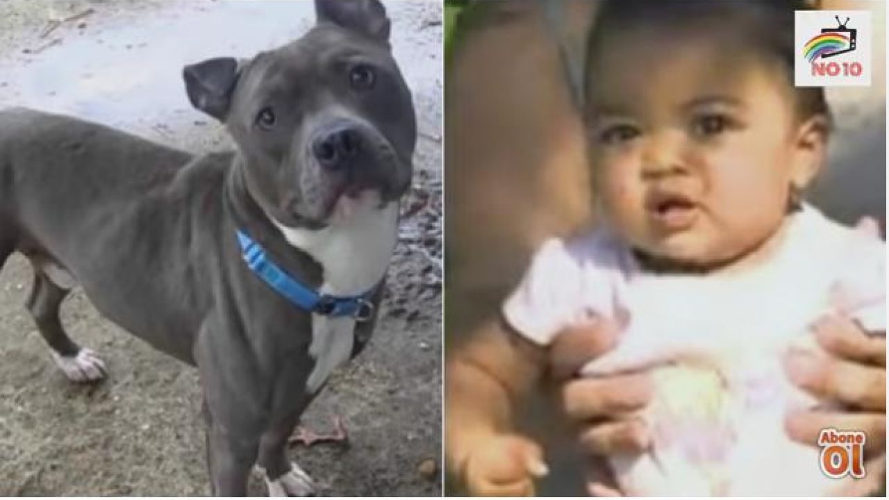 Pitbull Bebeğe Öyle Bir Şey Yaptı ki Sebebini Anlayınca Annesi Şok Oldu