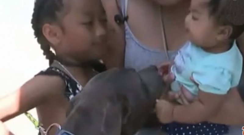 Pitbull Bebeğe Öyle Bir Şey Yaptı ki Sebebini Anlayınca Annesi Şok Oldu