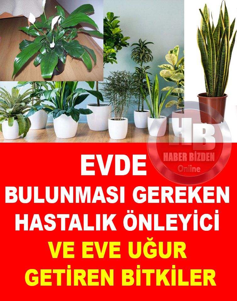Sağlığa Faydalı 6 Harika Çiçek