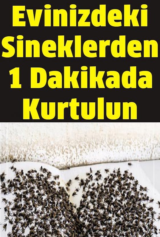 Evinizdeki Sineklerden 1 Dakikada Kurtulmak İstermisiniz?