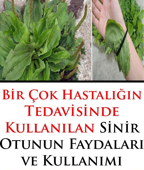 Bir Çok Hastalığın Tedavisin de Kullanılıyor Mucize Bitki