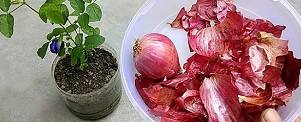 Soğan Kabuklarının Ne İşe Yaradığını Bilseniz Onları Çöpe Atmazdınız..