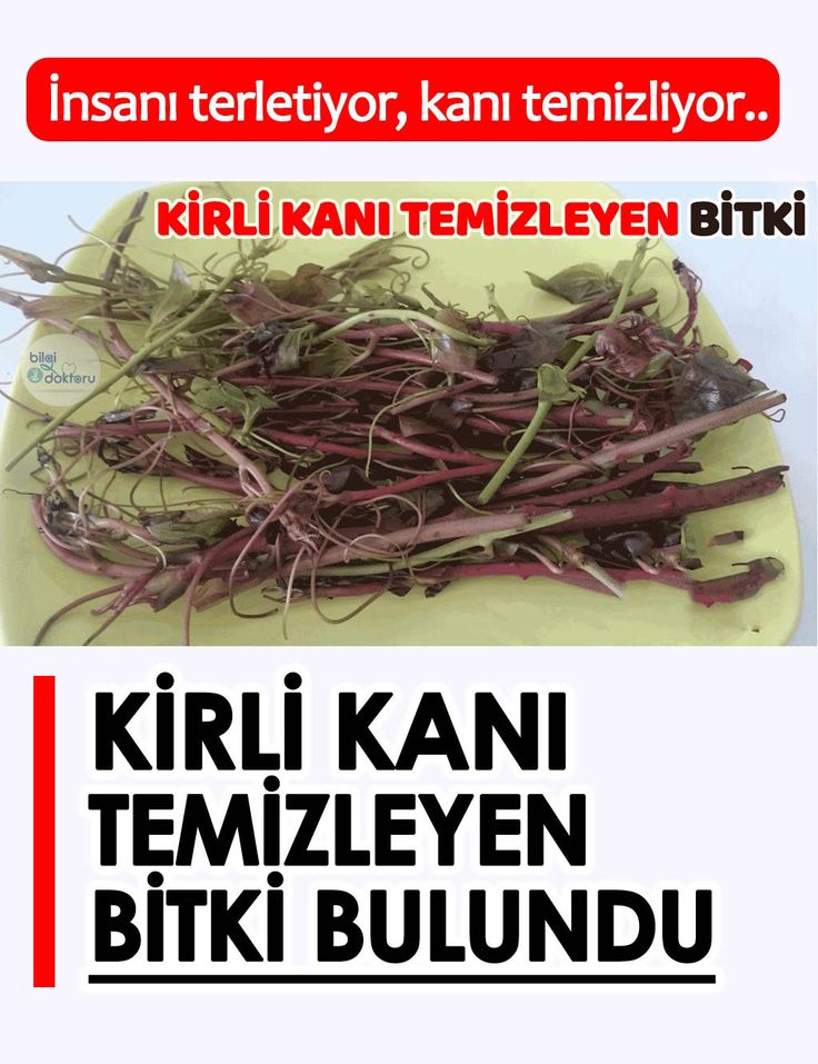 Kirli Kanı Temizleyen Bitkinin Olduğunu Biliyormuydunuz