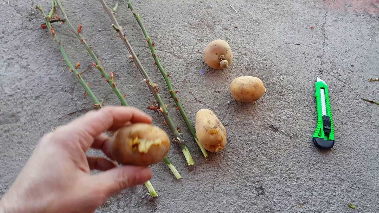 Patatesin İçindeki bu Gül Sapı Görenleri Hayrete Düşürdü.