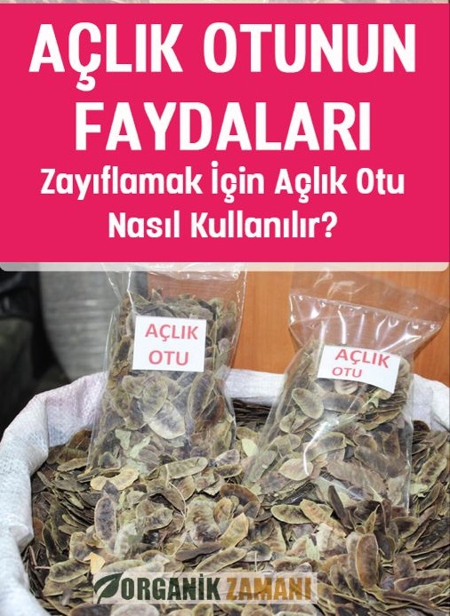 Şifa deposu açlık otu bağırsakları çalıştırarak zayıflatıyor