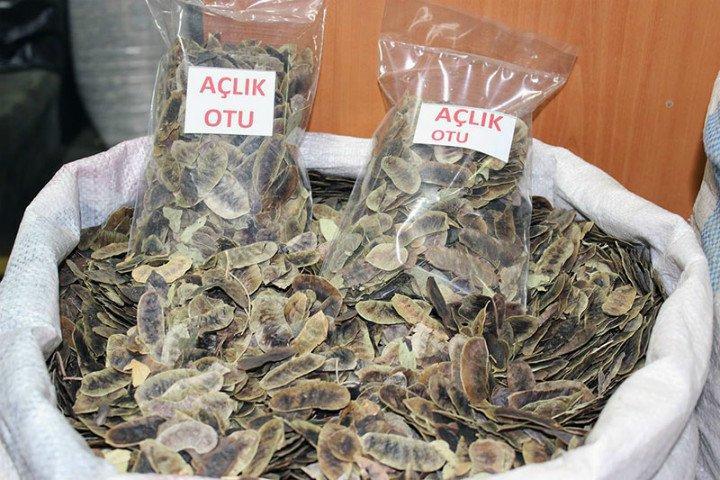 Şifa deposu açlık otu bağırsakları çalıştırarak zayıflatıyor