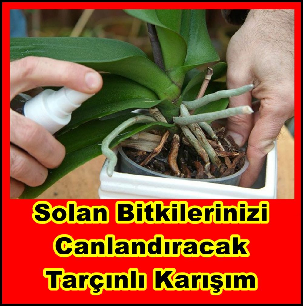 Solan Bitkilerinizi Canlandıracak Tarçınlı Karışım