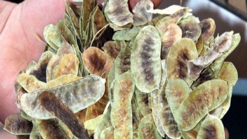 Açlık Otu Nasıl Kullanılır Açlık Otu İle Zayıflama
