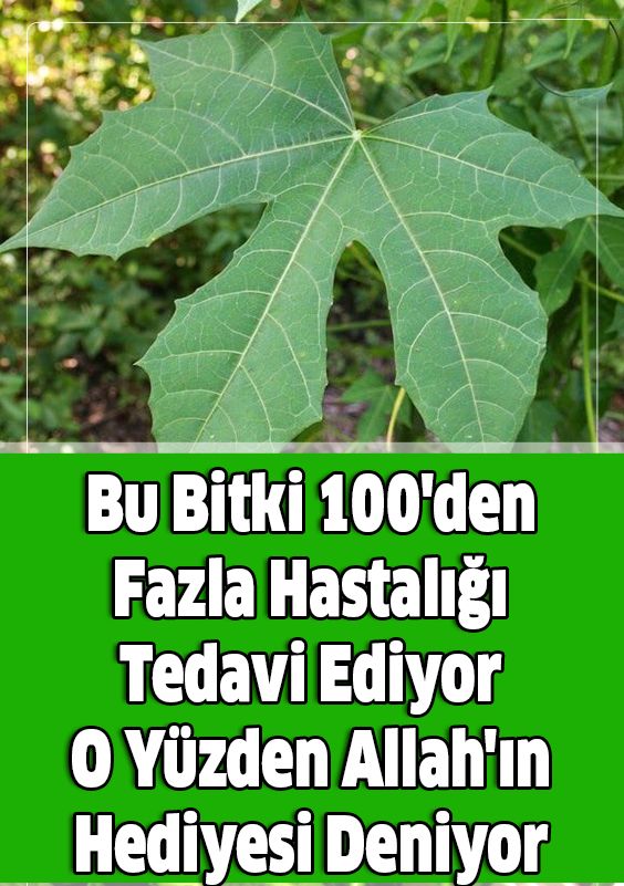Bu Bitki 100’den Fazla Hastalığı Tedavi Ediyor