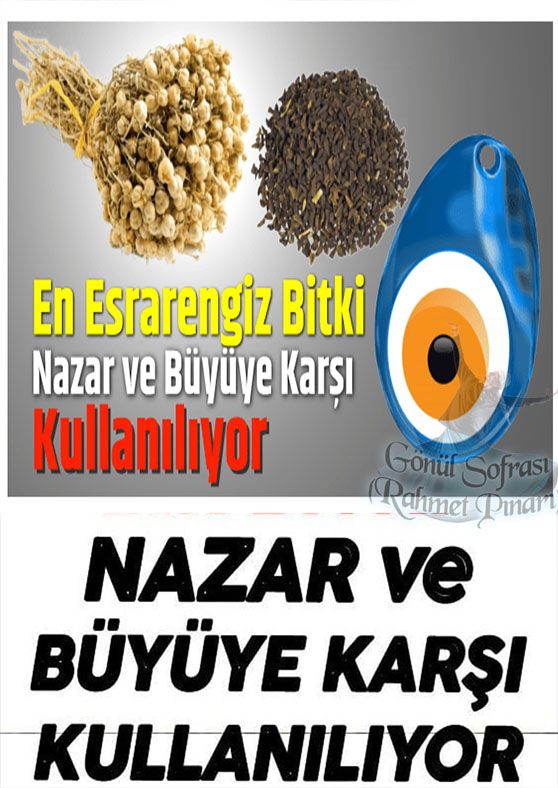 Çok Esrarengiz Bitki. Nazar ve Büyü ye Karşı Kullanılıyor
