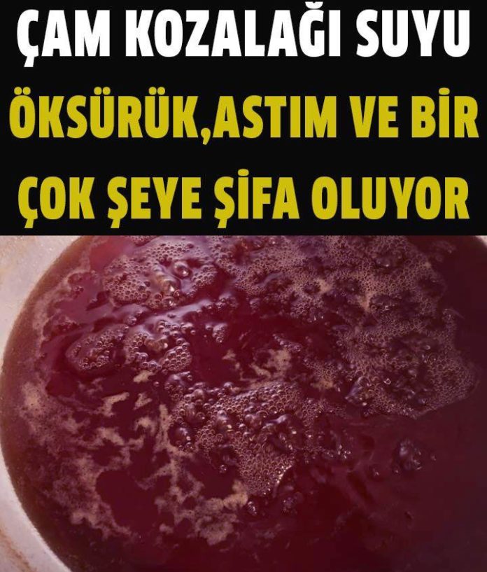 Çam Kozalağı’nın Faydaları Ve Reçeli Nasıl Yapılır?
