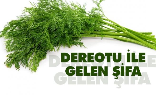 1 hafta boyunca dereotu tüketirseniz ne olur?