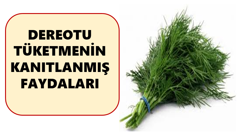 1 hafta boyunca dereotu tüketirseniz ne olur?