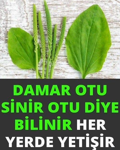 Sinir Otu (Damar) otu faydaları