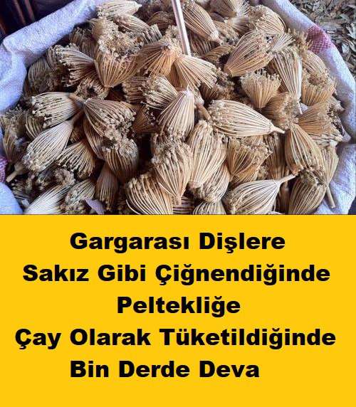 Zengin bitki florasına sahip olan ülkemizin adı duyulması gereken bitkilerinden biri