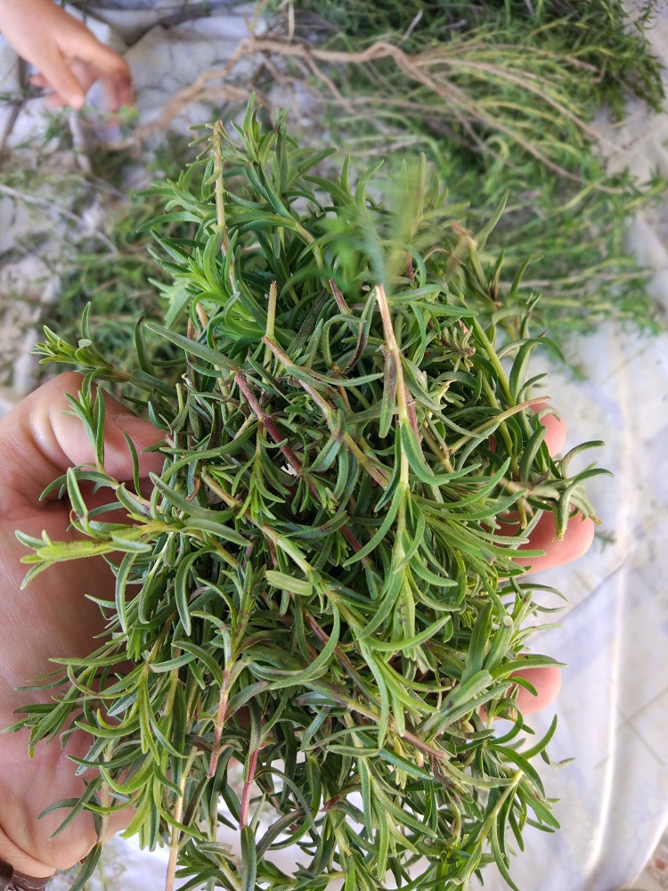 Dağ Kekiği Faydaları ve Kullanımı