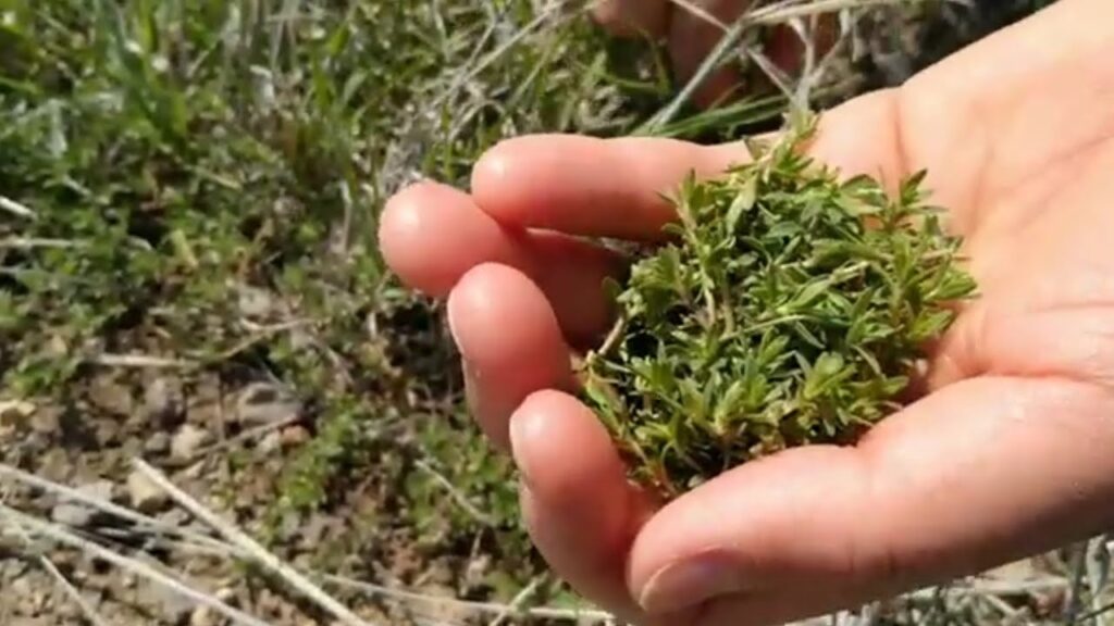 Dağ Kekiği Faydaları ve Kullanımı