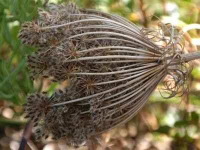 Zengin bitki florasına sahip olan ülkemizin adı duyulması gereken bitkilerinden biri