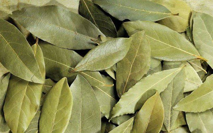 Eczacı bir Beyin Reçete Tarifi Defne Yaprağı ve Kolonya