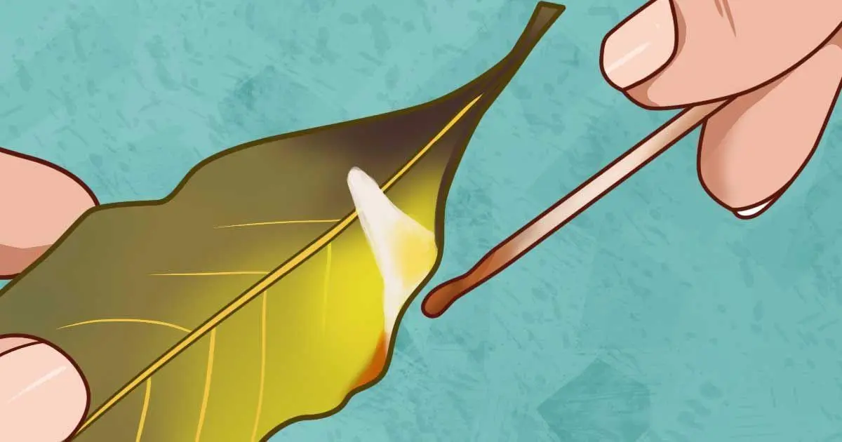 Defne Yaprağını Yakıp 10dk Bekleyin Ve Mucizeye Tanıklık Edin