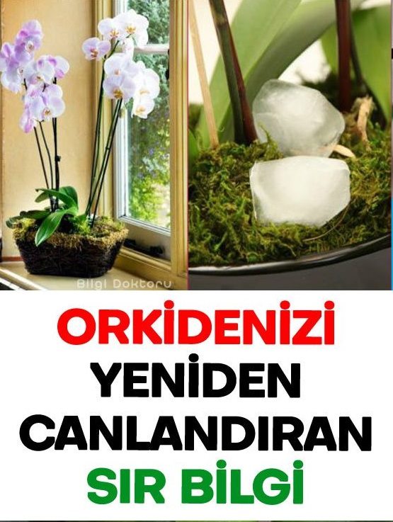 Orkideniz Eskisinden Daha Canlı Olacak