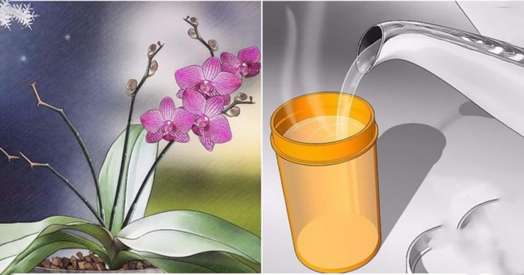 Orkideniz Eskisinden Daha Canlı Olacak