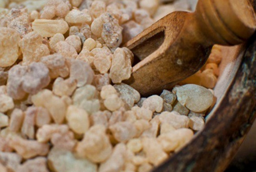 Binlerce Yıllık Geçmişe Sahip Olan Bitki