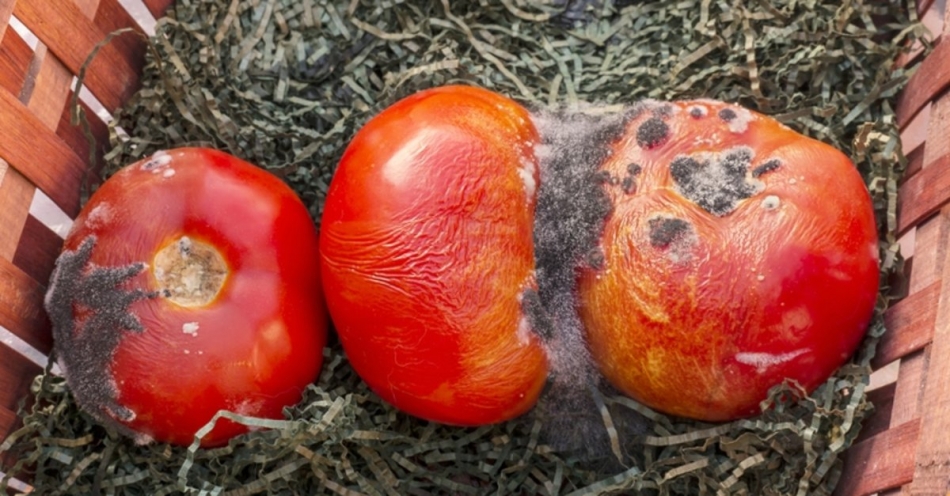 Çürük Domateslerin Ne İşe Yaradığını Duyan