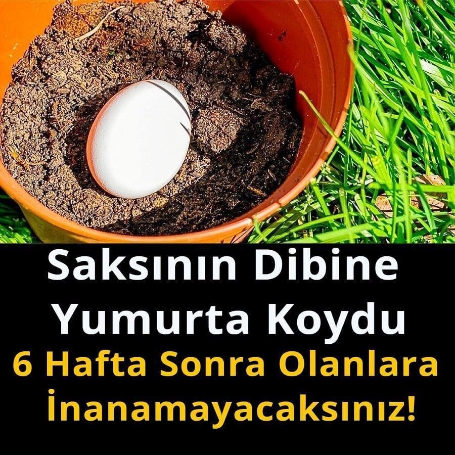 Saksının Dibine Yumurta Koydu..