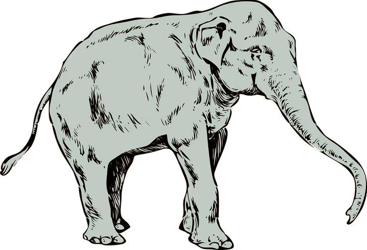 Resimde Gördüğün İlk Hayvan Karakterini Ortaya Çıkaracak