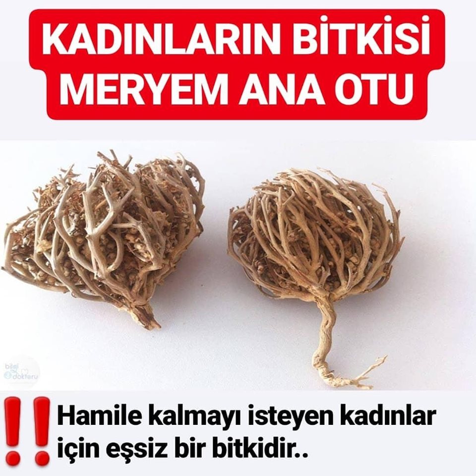 Meryem Ana Otunun Faydası Kadınların Bitkisi