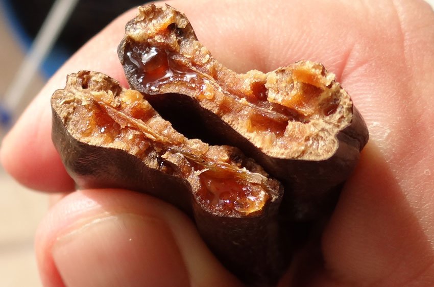 Bir Çok Derde Deva Olan Bitki