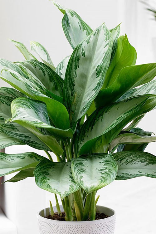 Her Evde Olması Gereken Çiçekler