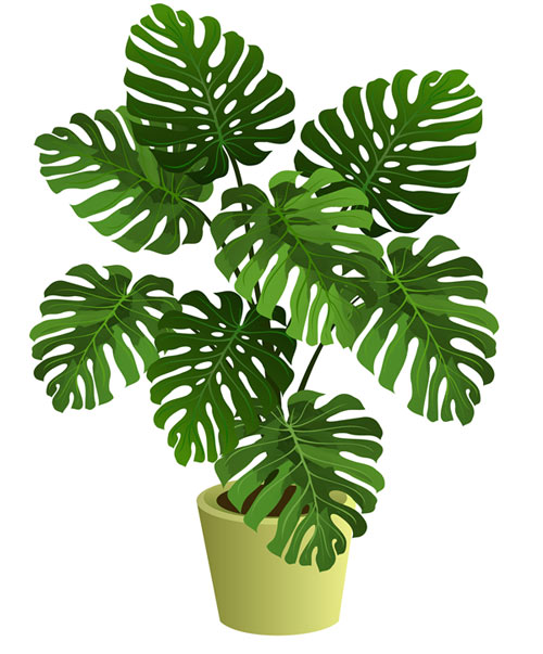 Her Evde Olması Gereken Çiçekler