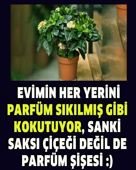 Evinizi Sürekli Güzel Kokutacak 3 Çiçek